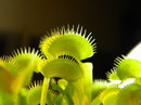 Venus Flytrap